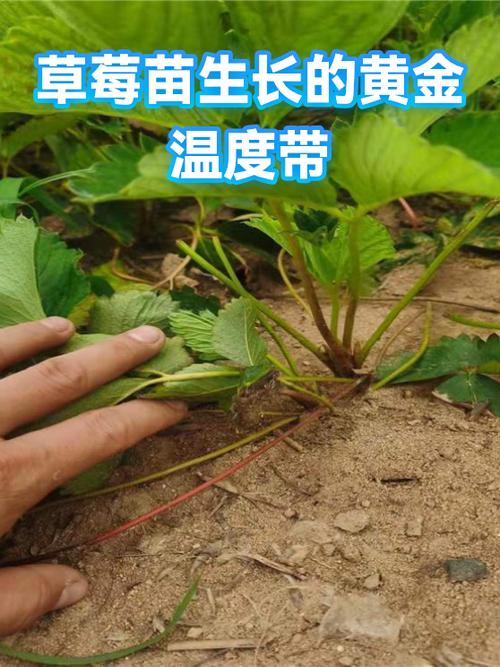 草莓苗批发价是多少?最新价格区间与影响因素全解析 4. 数量:采购量决定单价