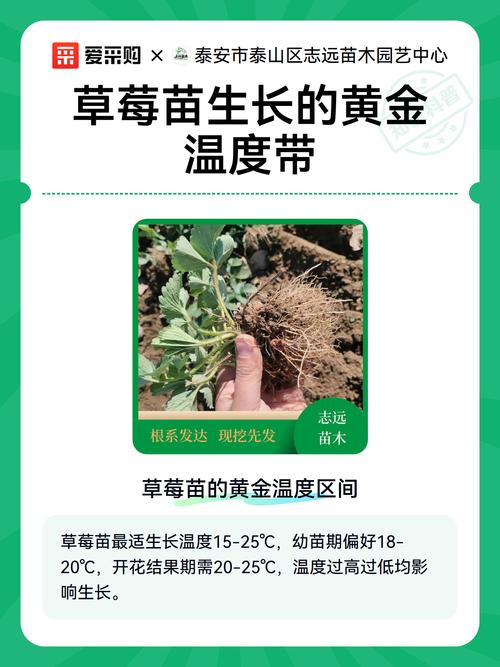 草莓苗批发价是多少?最新价格区间与影响因素全解析 常见问题解答(FAQ)