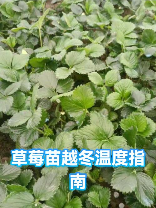 草莓苗批发价是多少?最新价格区间与影响因素全解析 价格影响因素对照表