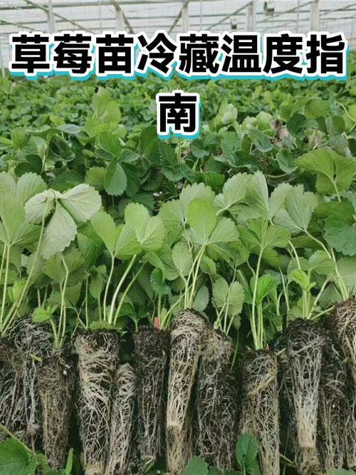 草莓苗批发价是多少?最新价格区间与影响因素全解析 如何获取精准报价?