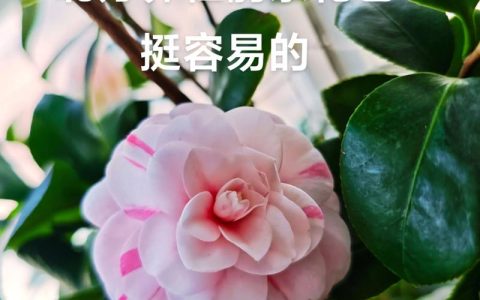 杜鹃山茶花好养吗？从花色花期到盆栽地栽，养好其实有方法