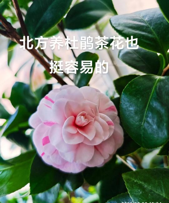 杜鹃山茶花好养吗？从花色花期到盆栽地栽，养好其实有方法