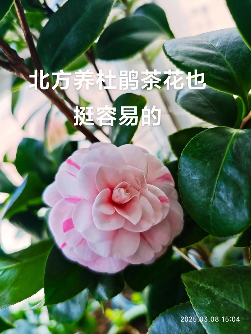 杜鹃山茶花好养吗？
