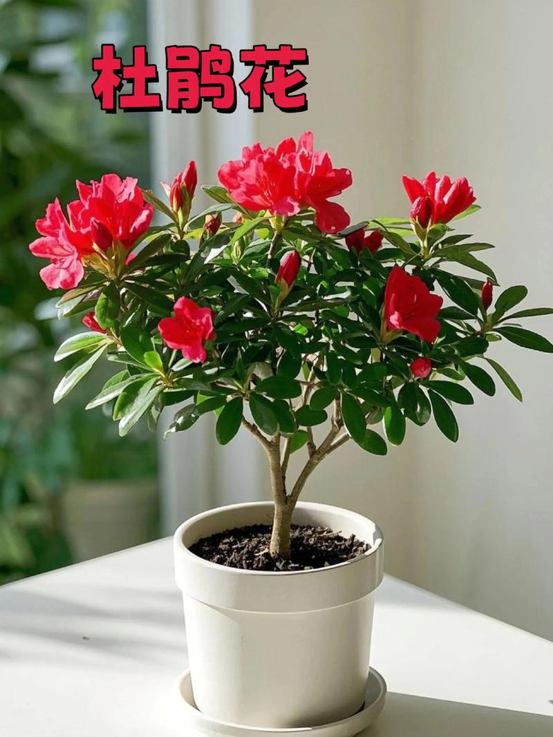 品种基础档案