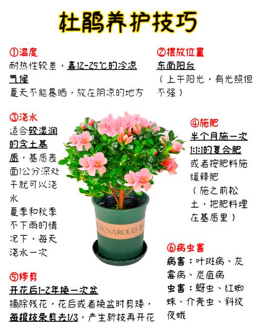 盆栽/地栽选择决策