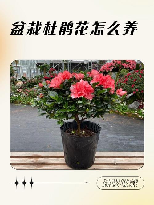 常见问题（FAQ）