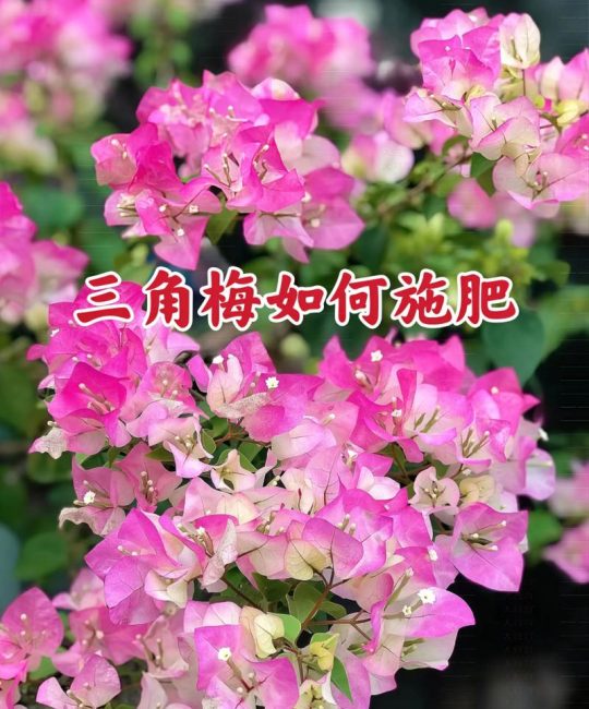 三角梅养护指南：从浇水到换盆，一步步教你养出爆花状态