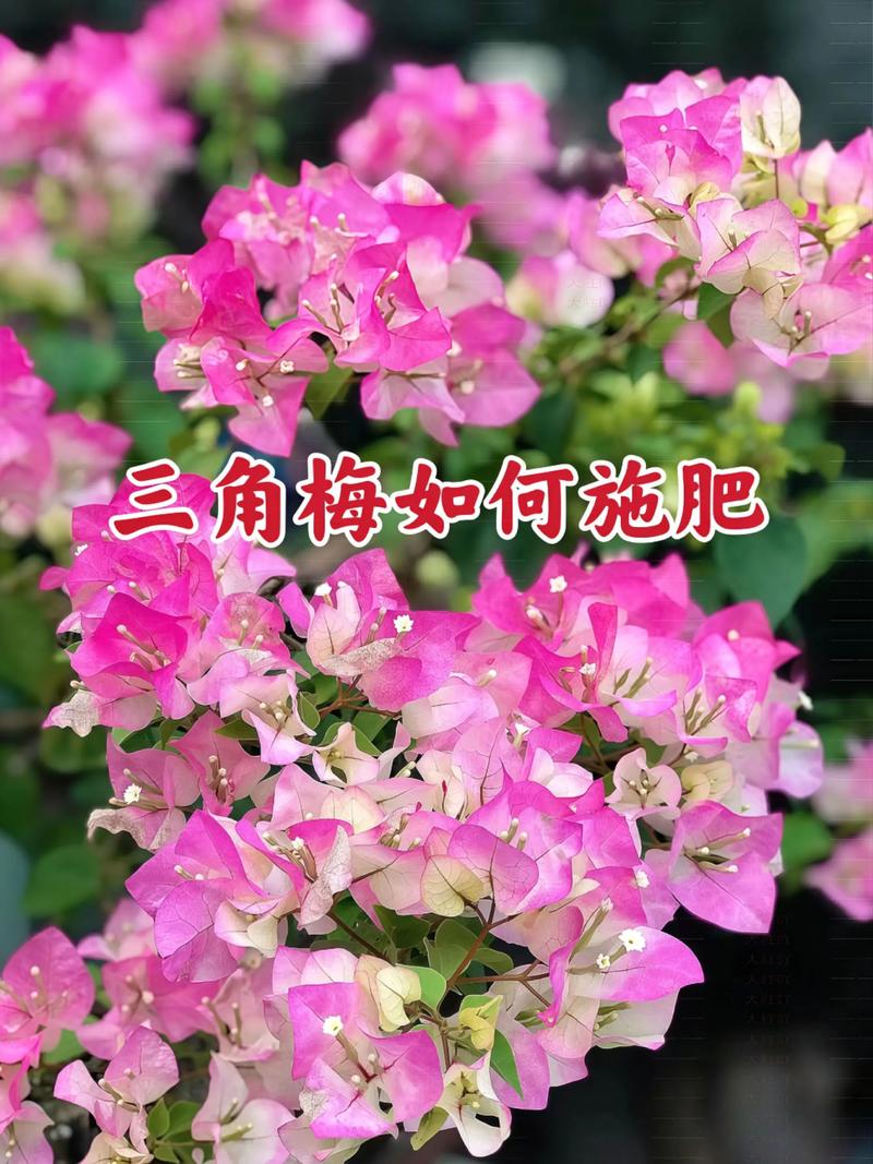 三角梅养护指南:从浇水到换盆,一步步教你养出爆花状态 三角梅养护指南:从浇水到换盆,一步步教你养出爆花状态