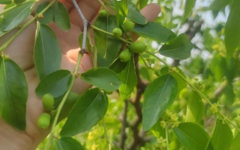 枣树开花不坐果怎么办？5步促花保果全攻略