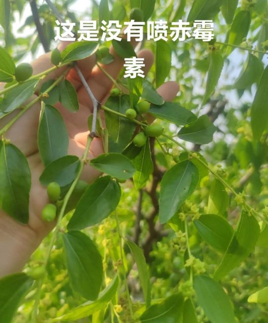 枣树开花不坐果怎么办？5步促花保果全攻略