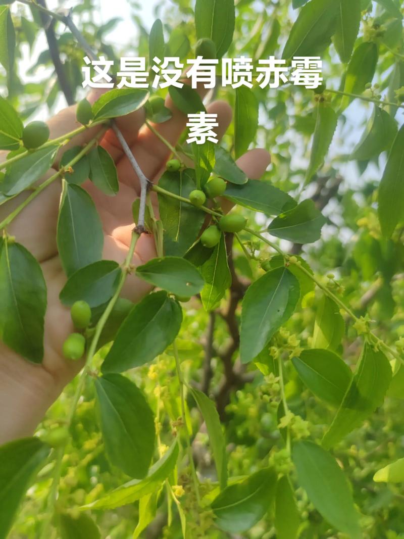 枣树开花不坐果怎么办?5步促花保果全攻略 必须配置异花授粉树以打破自花不实限制