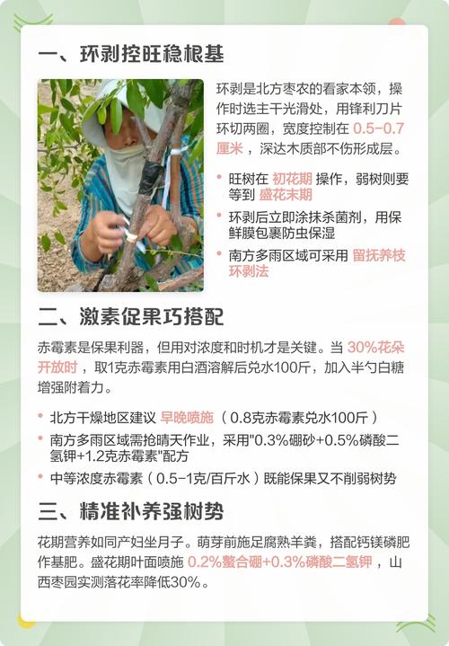 枣树开花不坐果怎么办?5步促花保果全攻略 花前追肥以磷钾肥为主并补充微量元素