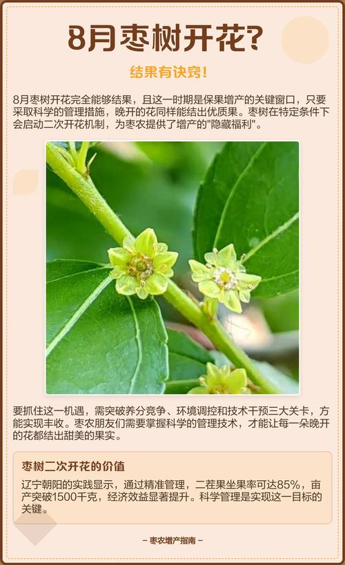 枣树开花不坐果怎么办?5步促花保果全攻略 开花前进行适度控水刺激开花