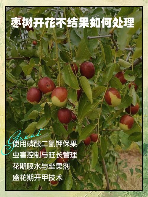 枣树开花不坐果怎么办?5步促花保果全攻略 常见问题(FAQ)