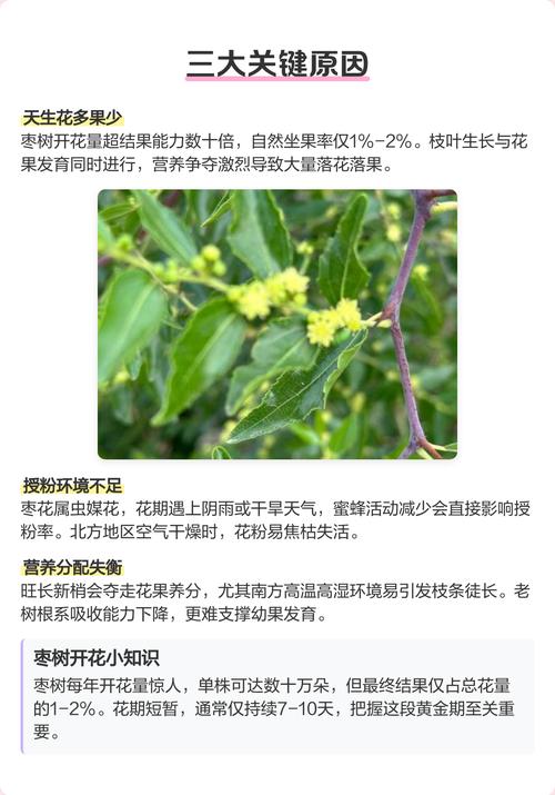 枣树开花不坐果怎么办?5步促花保果全攻略 及时防治蚜虫和枣尺蠖等害虫