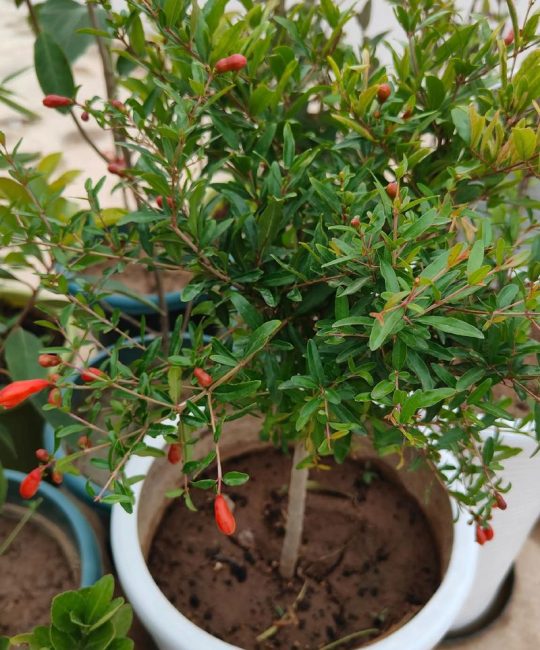 石榴树什么时候开花？花期、果期及促花全攻略