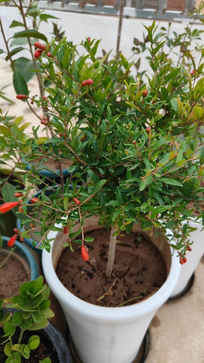 石榴树花期集中在5月至7月，盛花期在6月