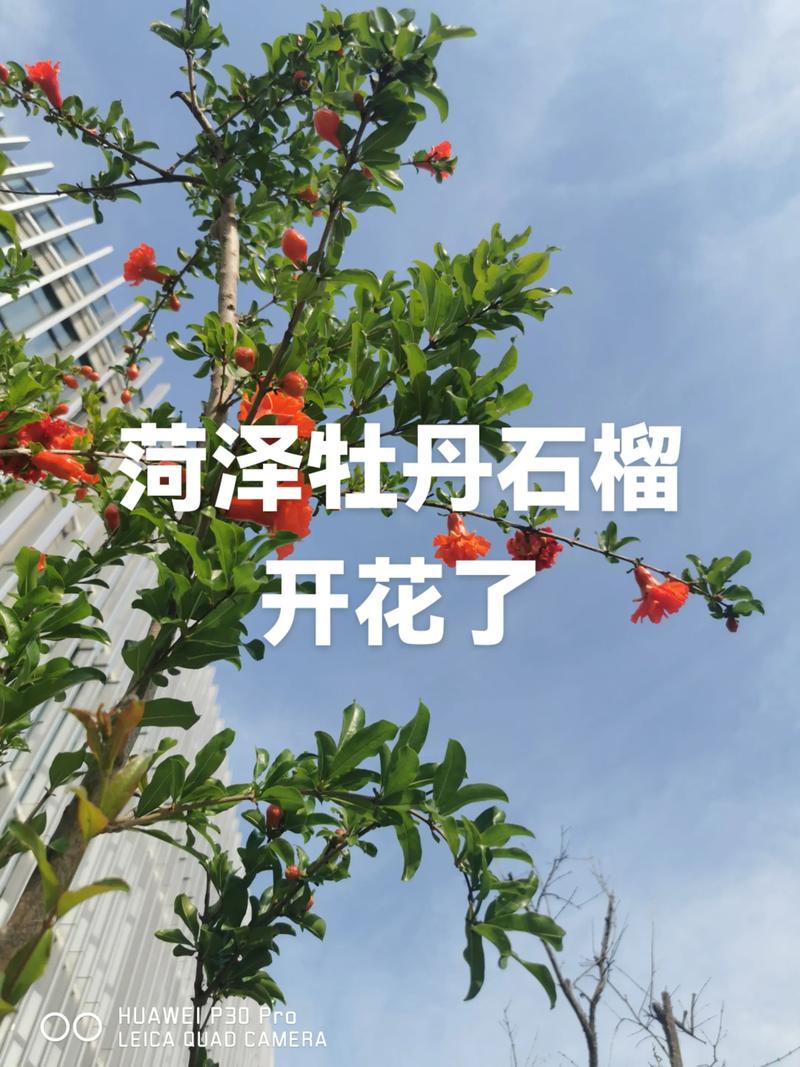 石榴树不开花常见原因与解决