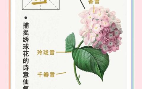 绣球花诗句赏析与家庭养护全攻略：花色调控、修剪促花与越冬指南