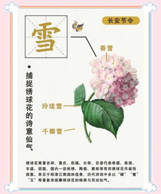 绣球花诗句赏析与家庭养护全攻略：花色调控、修剪促花与越冬指南