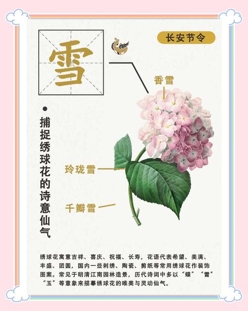 绣球花诗句赏析与家庭养护全攻略：花色调控、修剪促花与越冬指南