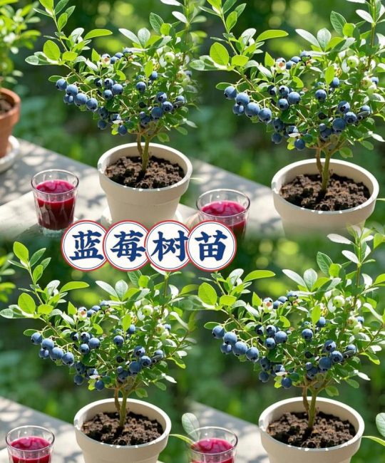 家庭蓝莓盆栽种植方法：从土壤配比到开花结果的保姆级教程