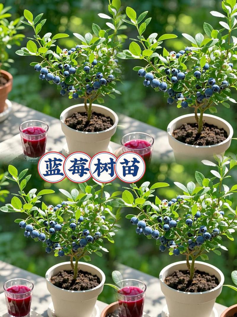 家庭蓝莓盆栽种植方法:从土壤配比到开花结果的保姆级教程 家庭蓝莓盆栽种植方法:从土壤配比到开花结果的保姆级教程