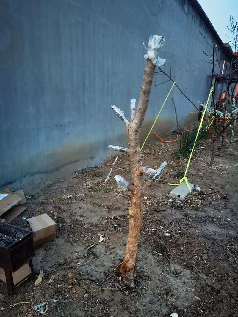 石榴嫁接最佳6种树:选对砧木,产量翻倍 石榴嫁接最佳6种树:选对砧木,产量翻倍