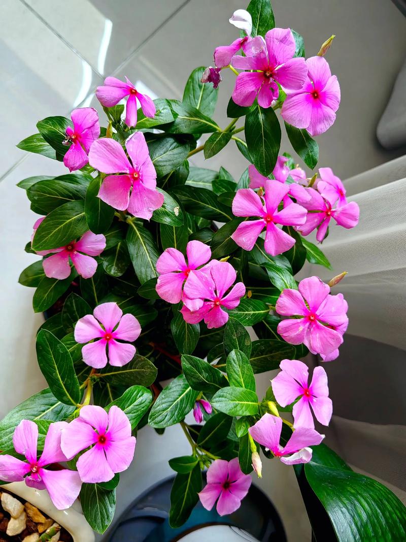 FAQ：四季开花植物常见问题解答