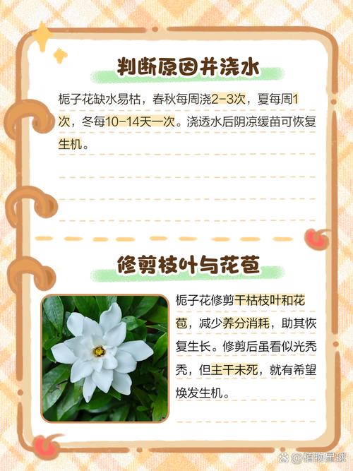 第4步：观察叶背和枝条