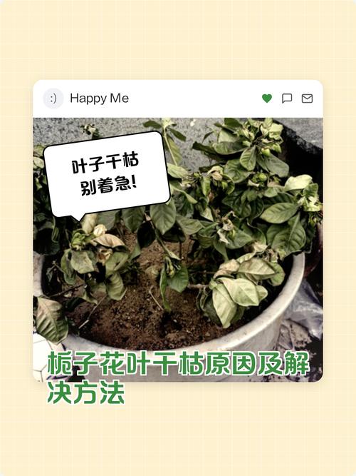 2. 光照不当怎么处理