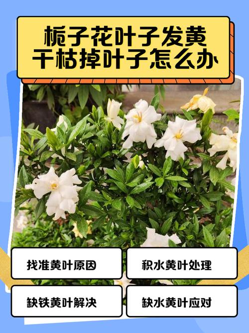 3. 土壤障碍怎么处理