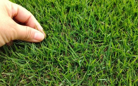 马尼拉草皮价格多少钱一平方米？规格、产地、采购量影响报价