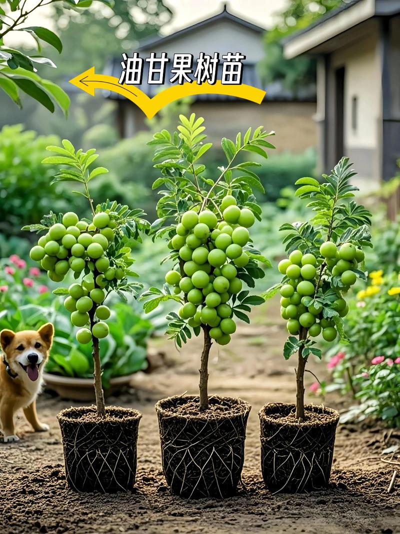 农村庭院适合种什么果树?这5种高产又寓意好,附完整种植技术指南 二、庭院果树种植技术指南(以地栽乔灌木为例)