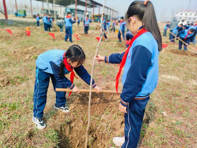 选种：适合同学们亲手栽植的六大树种