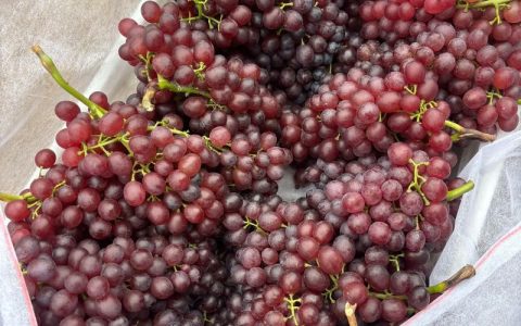 红宝石葡萄优缺点分析：适种地区、产量与种植技术指南