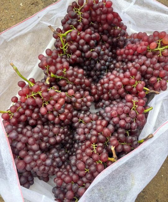 红宝石葡萄优缺点分析：适种地区、产量与种植技术指南