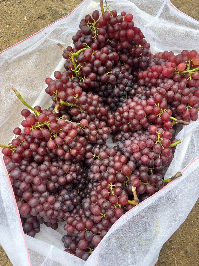 红宝石葡萄优缺点分析:适种地区、产量与种植技术指南 红宝石葡萄优缺点分析:适种地区、产量与种植技术指南