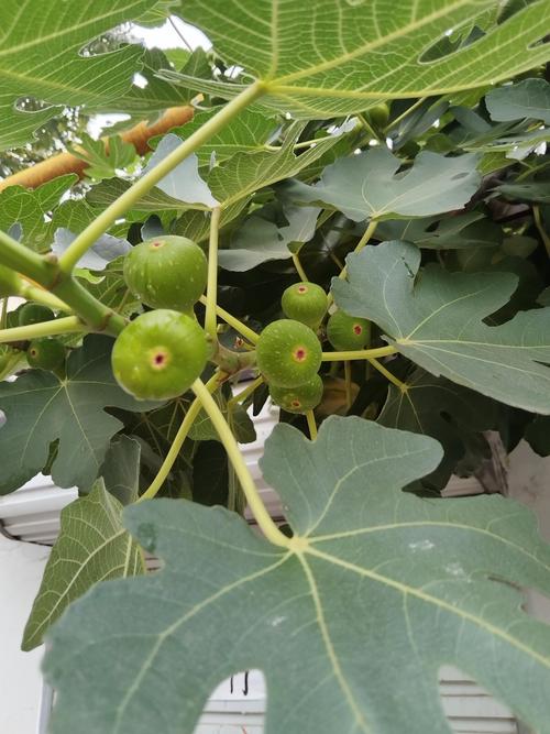 无花果几年可以挂果？嫁接苗与实生苗结果年限及种植技术详解