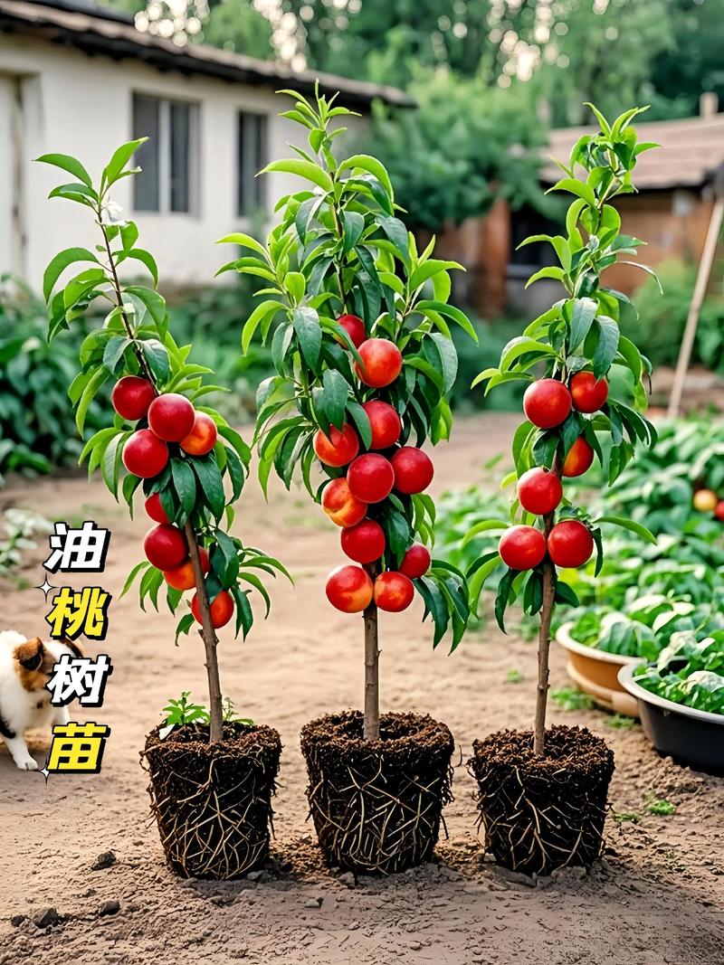 四、栽植深度控制