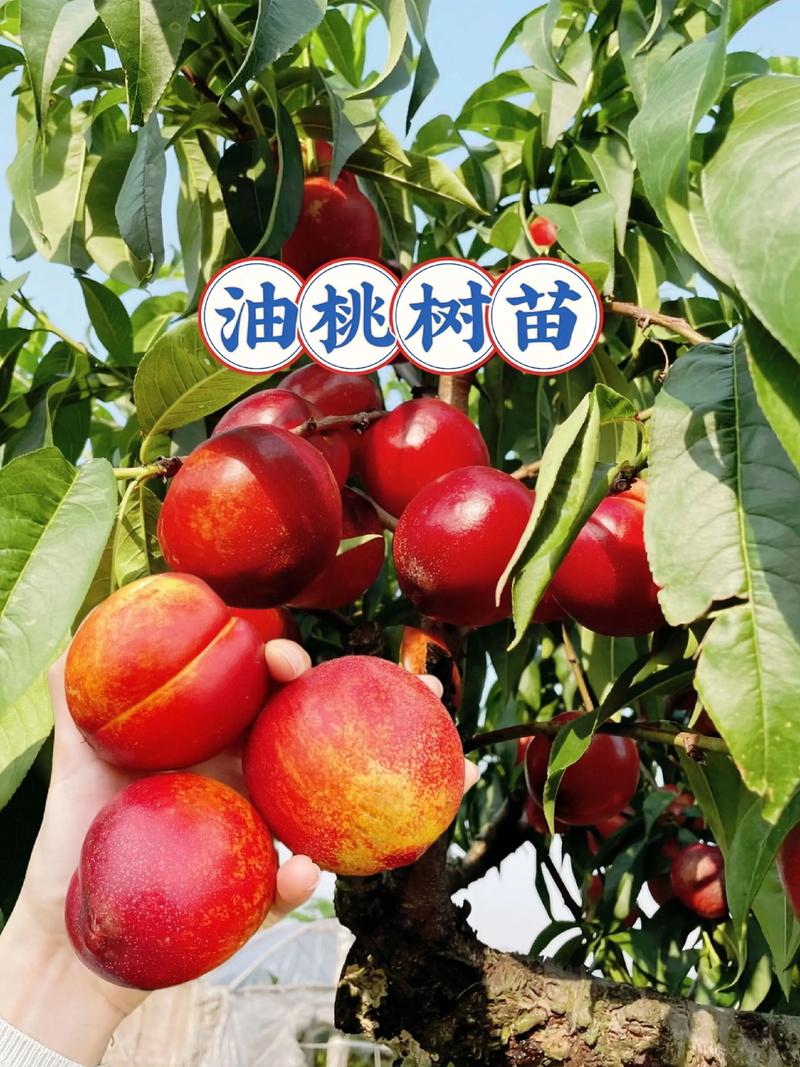 三、栽前苗木处理