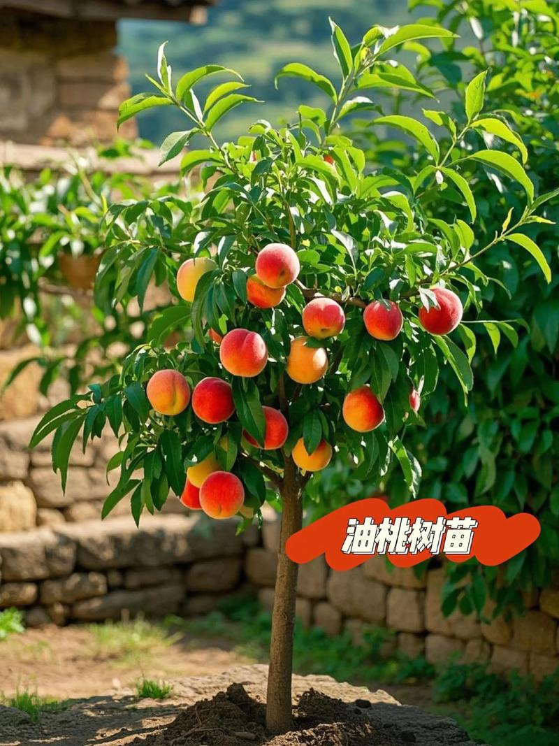 二、土壤环境要求