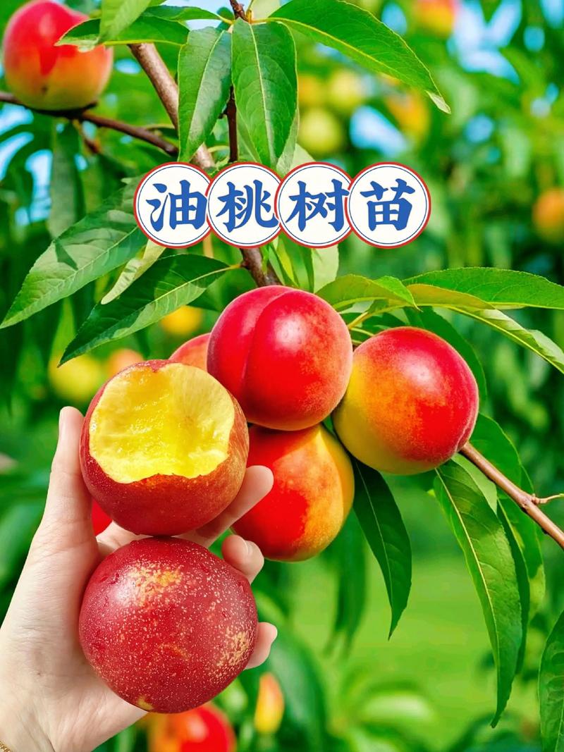六、缓苗期管理