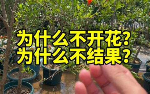 石榴树不开花的原因及促花促果全攻略
