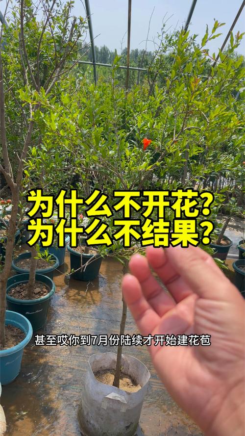 石榴树不开花的原因及促花促果全攻略 石榴树不开花的原因及促花促果全攻略