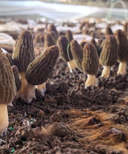 羊肚菌能种植吗？手把手教你从零开始，掌握关键七个步骤，成活率直接翻倍