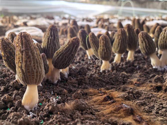 羊肚菌能种植吗?手把手教你从零开始,掌握关键七个步骤,成活率直接翻倍 羊肚菌能种植吗?手把手教你从零开始,掌握关键七个步骤,成活率直接翻倍