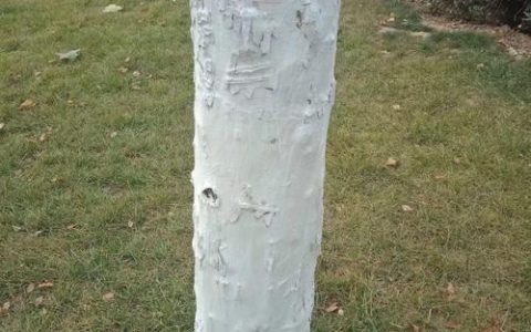 石灰水涂树上有什么作用？园艺防护中的实用与安全科普