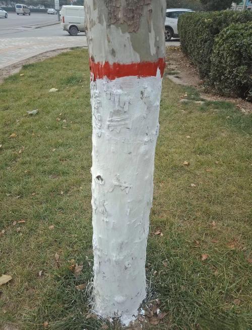 石灰水涂树上有什么作用?园艺防护中的实用与安全科普 石灰水涂树上有什么作用?园艺防护中的实用与安全科普