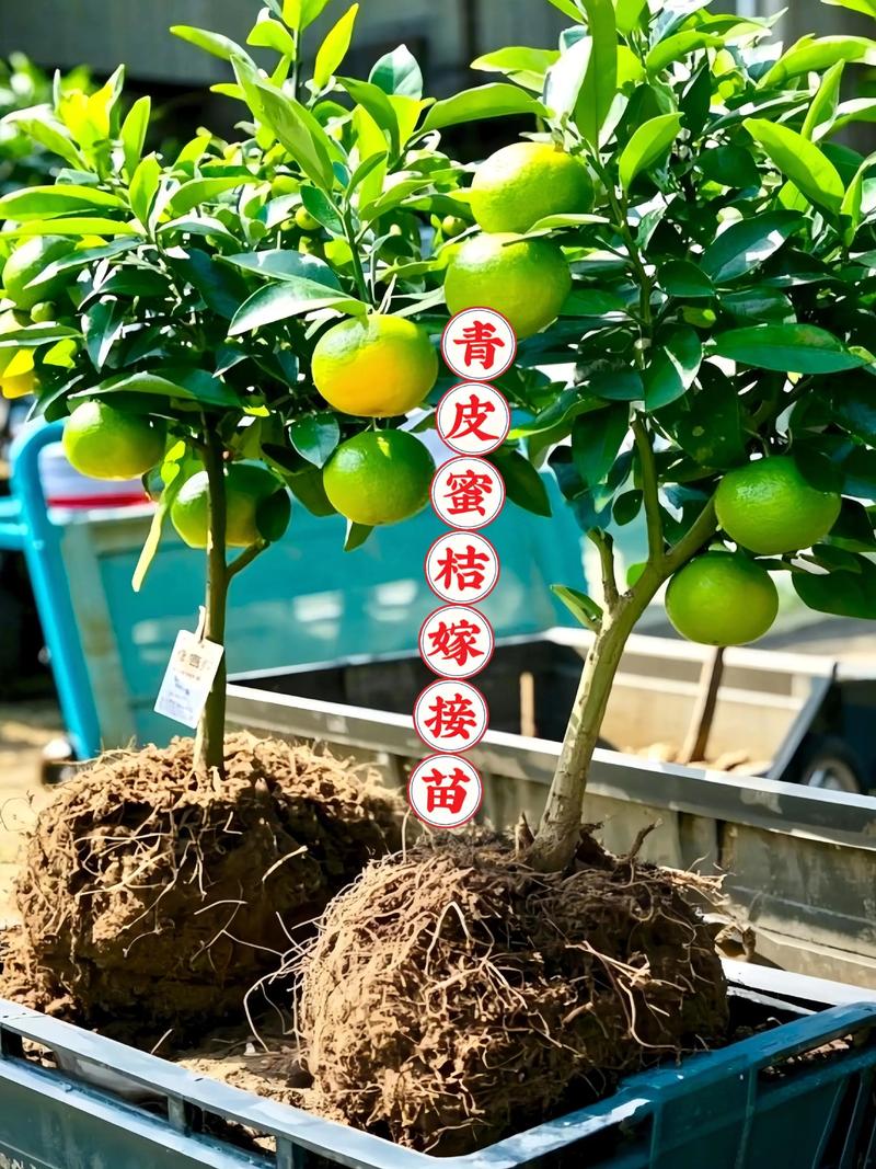 培育柑橘苗首选嫁接苗:品种、砧木与种植全攻略 结果年限:嫁接苗第3年试果,第6年进入盛果期